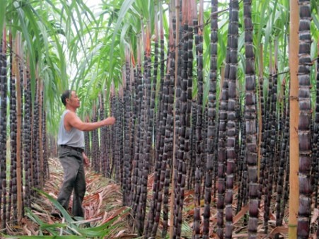 【Hướng dẫn】Cách trồng mía và chăm sóc cây mía tốt nhất