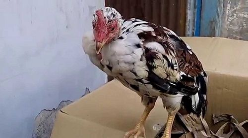 Gà Trống Chiến Khỏe Mạnh: Bí Quyết Nhận Diện Và Điều Trị Gà Mái Bị Bệnh Hiệu Quả - zgreen.com.vn