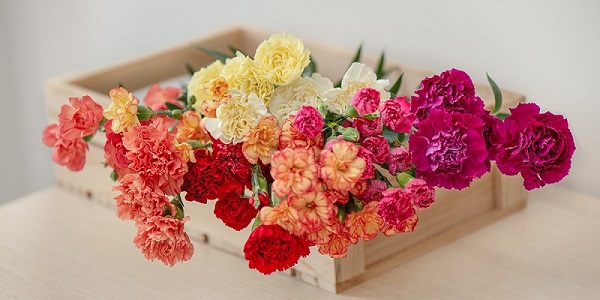 Hoa cẩm chướng còn được phân biệt theo loài thực vật, bao gồm hoa lớn, hoa nhỏ và hoa lùn.