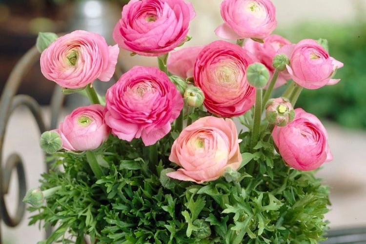 Tìm hiểu cây mao lương là gì, ý nghĩa của nó và cách trồng nó tại nhà.