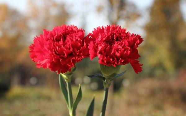 Ý nghĩa hoa cẩm chướng theo màu sắc - Saigon Roses Blog