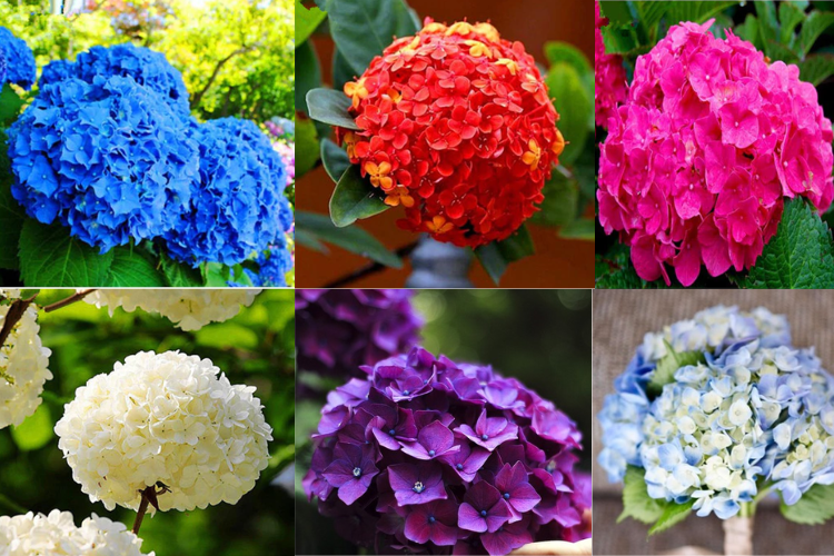 Ý nghĩa của hoa cẩm tú cầu 2